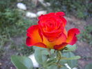 High Society® rose photo