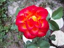 High Society® rose photo