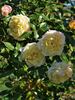 Keith's Delight rose photo