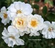 Heidesommer rose photo