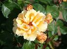 Skippy rose photo