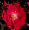 Folkestone rose photo