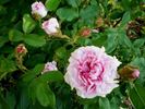 Mousseux Ancien rose photo