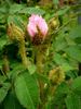 Mousseux Ancien rose photo