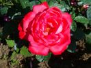 Áprily Lajos emléke rose photo