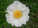 White Wings peony photo