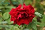 Roundelay, Cl. rose photo