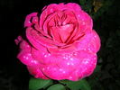 Purple Rain rose photo