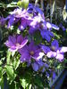 Kathleen Wheeler clematis photo