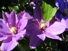Kathleen Wheeler clematis photo