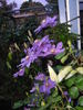Kathleen Wheeler clematis photo