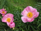 Dawn Pink peony photo
