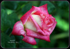 Pinnacle rose photo
