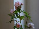Pink Robin rose photo