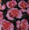 Dafne rose photo