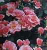Calliope rose photo
