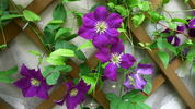 Viola clematis photo