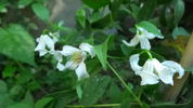 Alba clematis photo