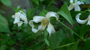 Alba clematis photo