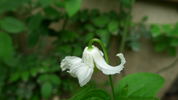 Alba clematis photo