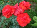 Luchian rose photo