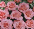 Rosellana ® rose photo