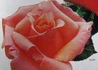Elisa ® rose photo