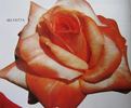 Selvetta ® rose photo