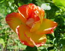 Schmetterling rose photo