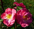 Kathleen Ferrier rose photo
