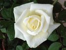 Amelia® rose photo