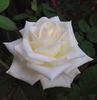 Amelia® rose photo