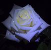 Amelia® rose photo