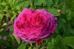Alfieri rose photo