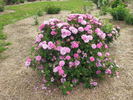 Duchesse de Verneuil rose photo