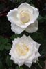 Amelia® rose photo