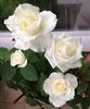 Amelia® rose photo