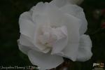 Jacqueline Humery rose photo