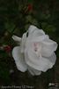 Jacqueline Humery rose photo