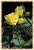 Smooth Buttercup rose photo