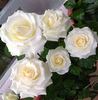 Amelia® rose photo
