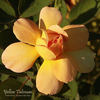 Yellow Talisman rose photo