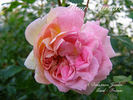 Henri Barruet rose photo
