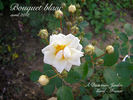 Bouquet Blanc rose photo
