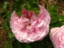 Mrs. Cocker rose photo
