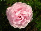 Mrs. Cocker rose photo