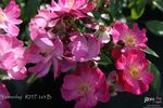 Yesterday ® rose photo