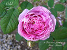 Ohl rose photo