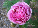 Ohl rose photo