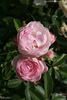 Mieszko rose photo